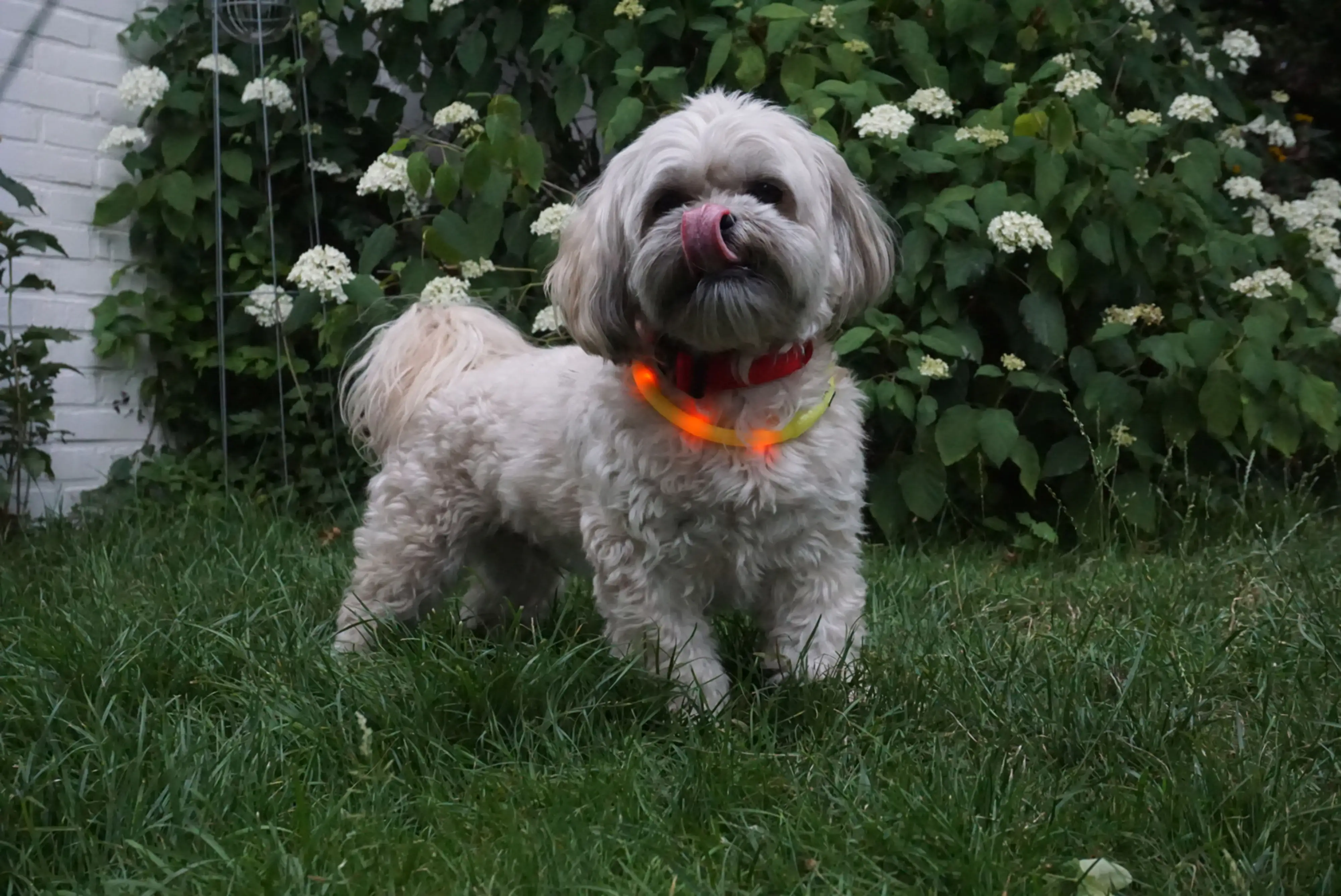 Nobby LED Leuchthalsband Visible gelb Nobby LED Leuchthalsband Visible gelb