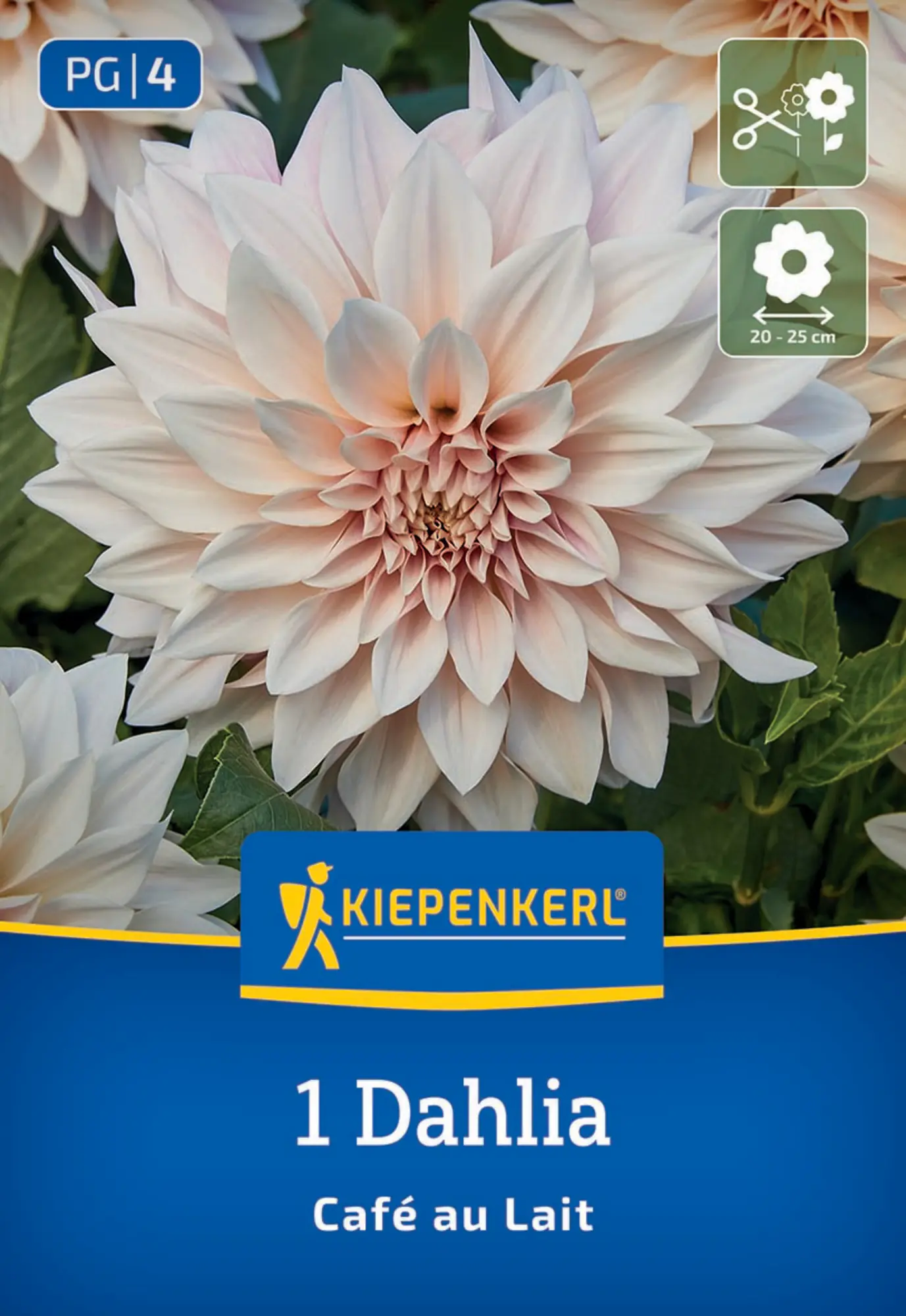 Kiepenkerl Frühjahrsblumenzwiebel Dekorative Dahlie Café au Lait 1 Stück