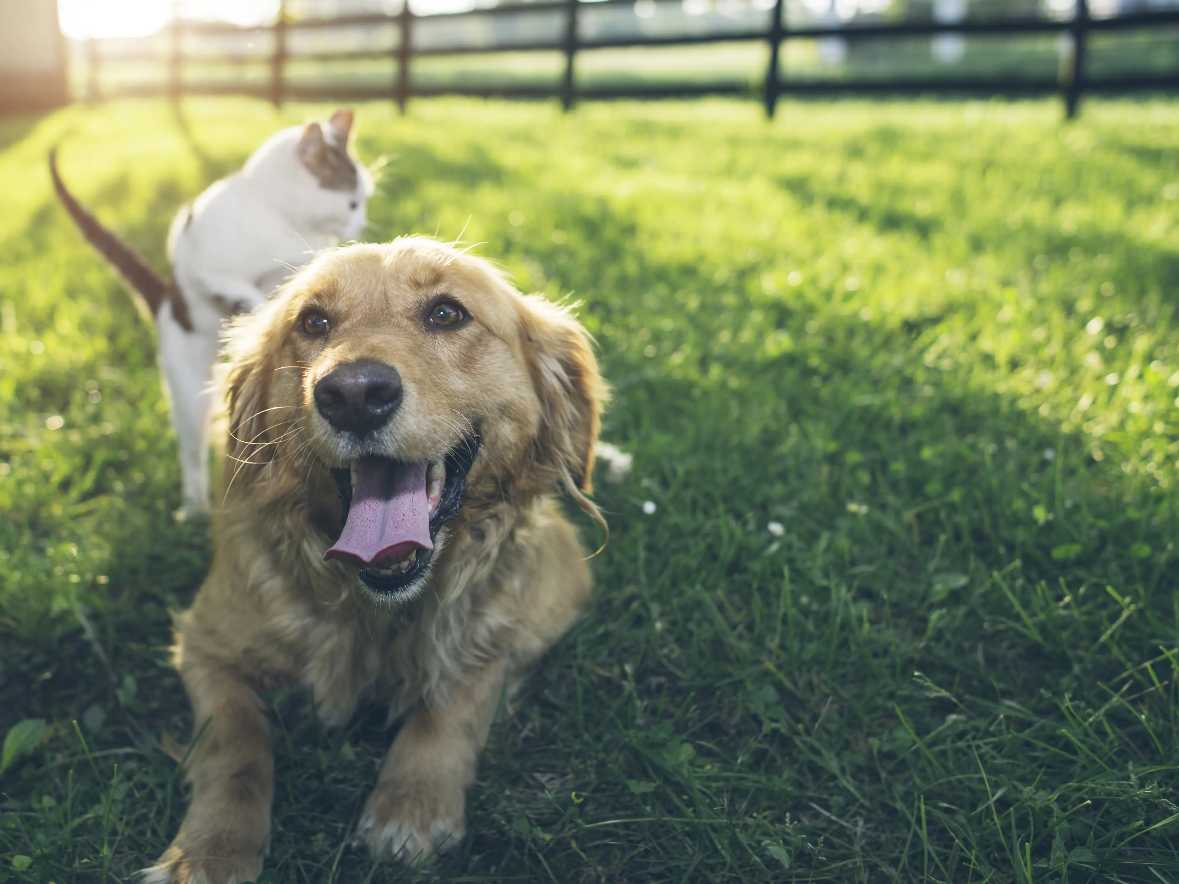 Dokas Hühnerbrust in Stücken 50 g