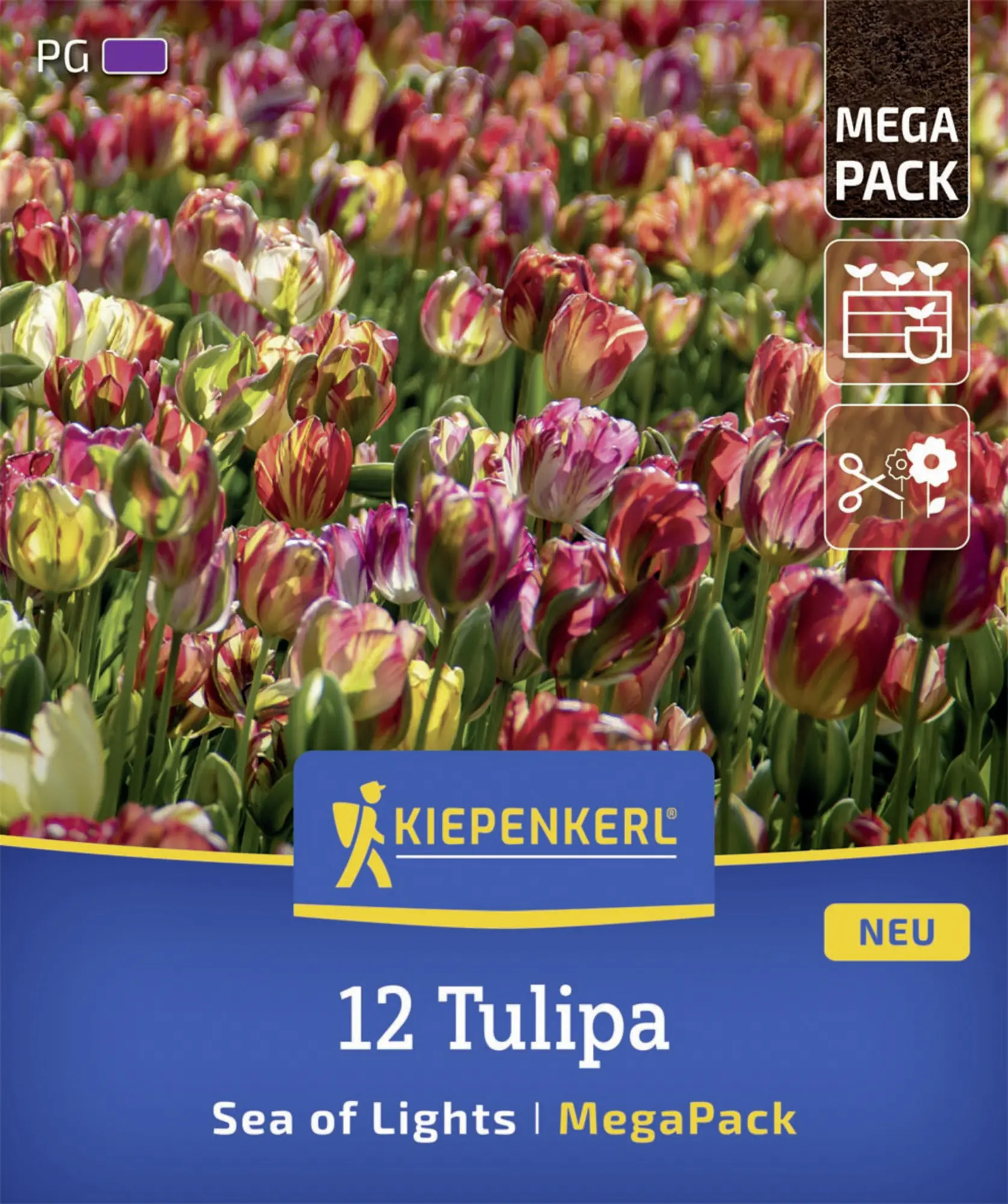 Kiepenkerl Herbstblumenzwiebel Mega-Pack Einfache Späte Tulpe Sea of Lights 12 Stück
