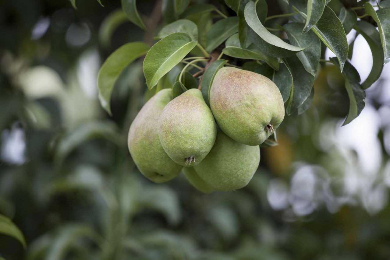 Obstbaum Birne 5 Liter Container