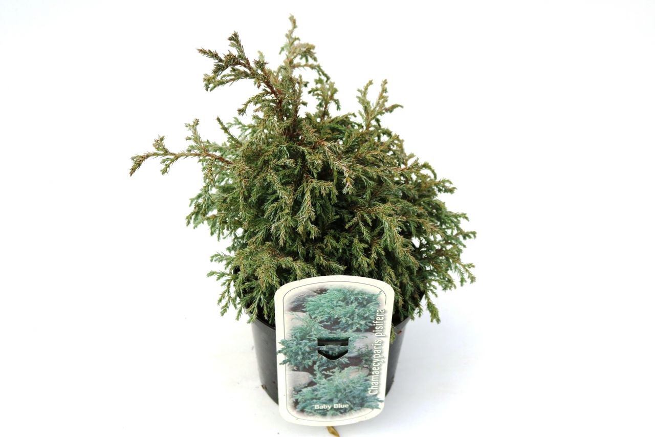 Kleine Silberzypresse 20-30 cm 2 L Container