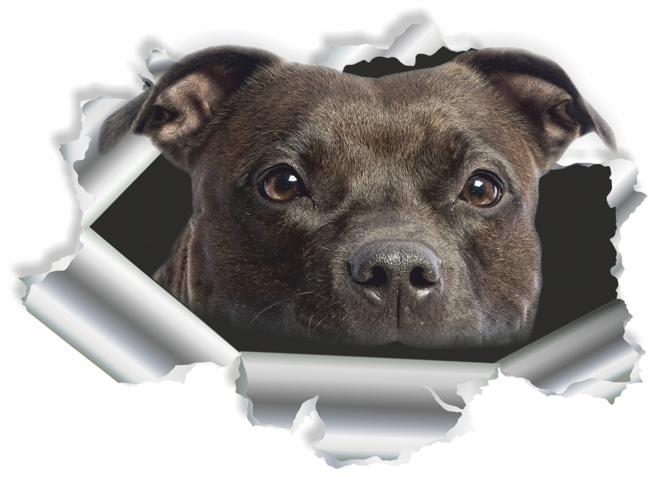 Hermann Schütz Aufkleber Einschussloch Pitbull