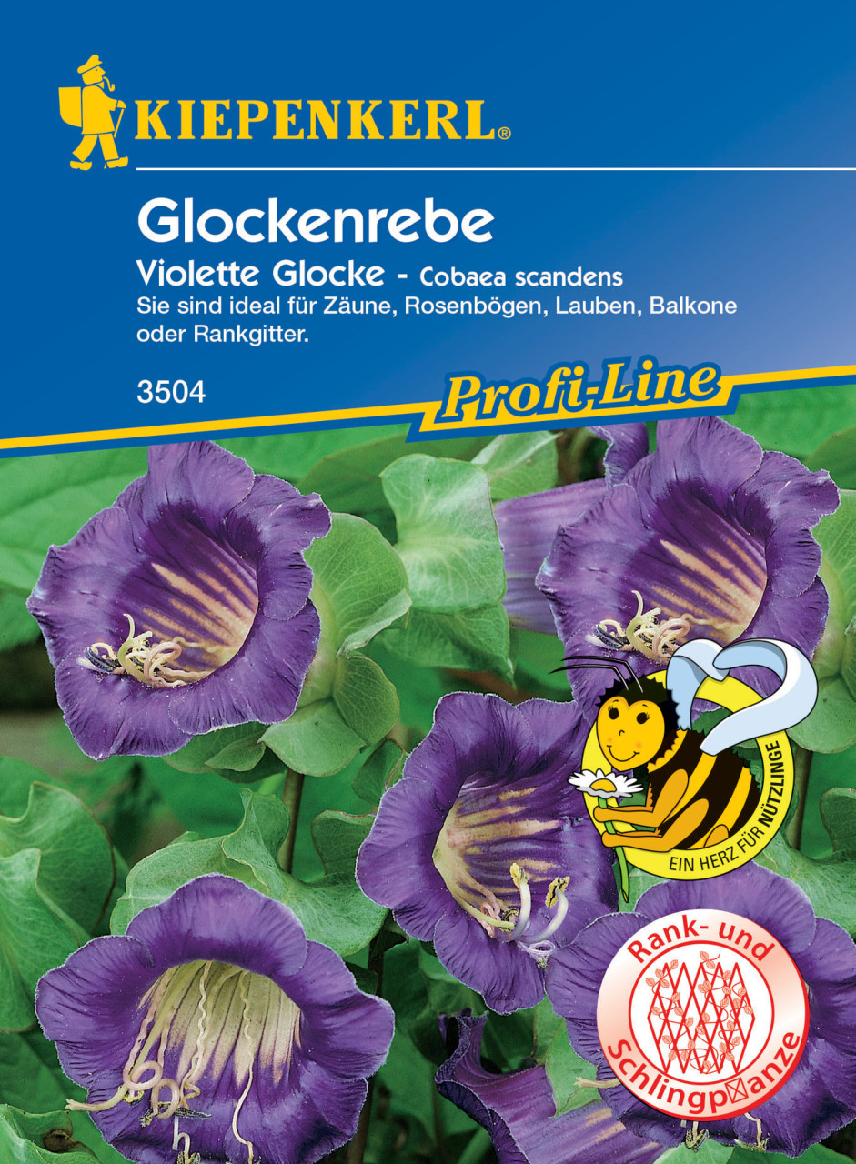 Kiepenkerl Glockenrebe Violett
