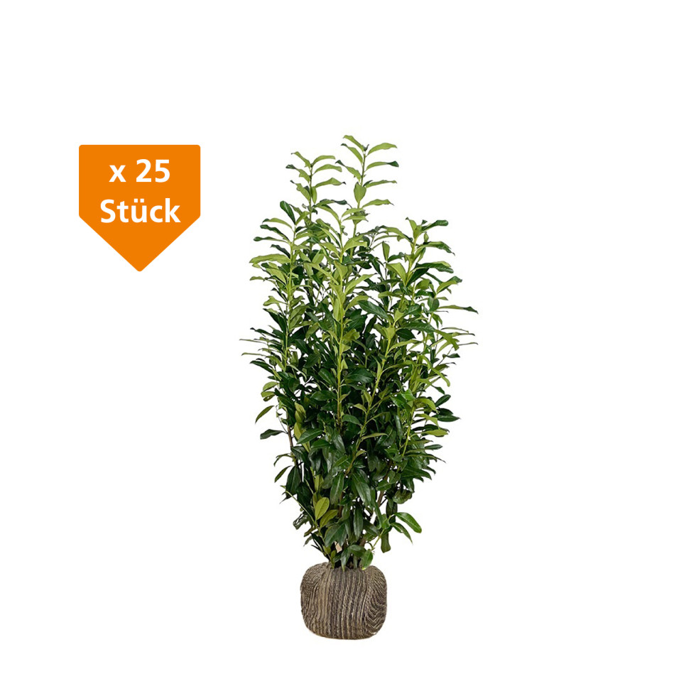 Kirschlorbeer Genolia Prunus laur. Genolia H 80 - 100 cm, 25 Stück