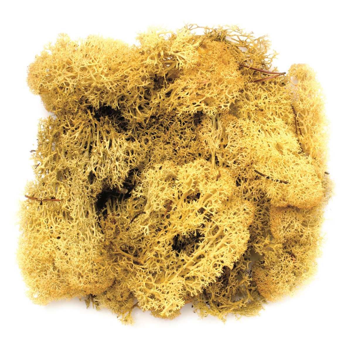 Islandmoos gelb 50 Gramm