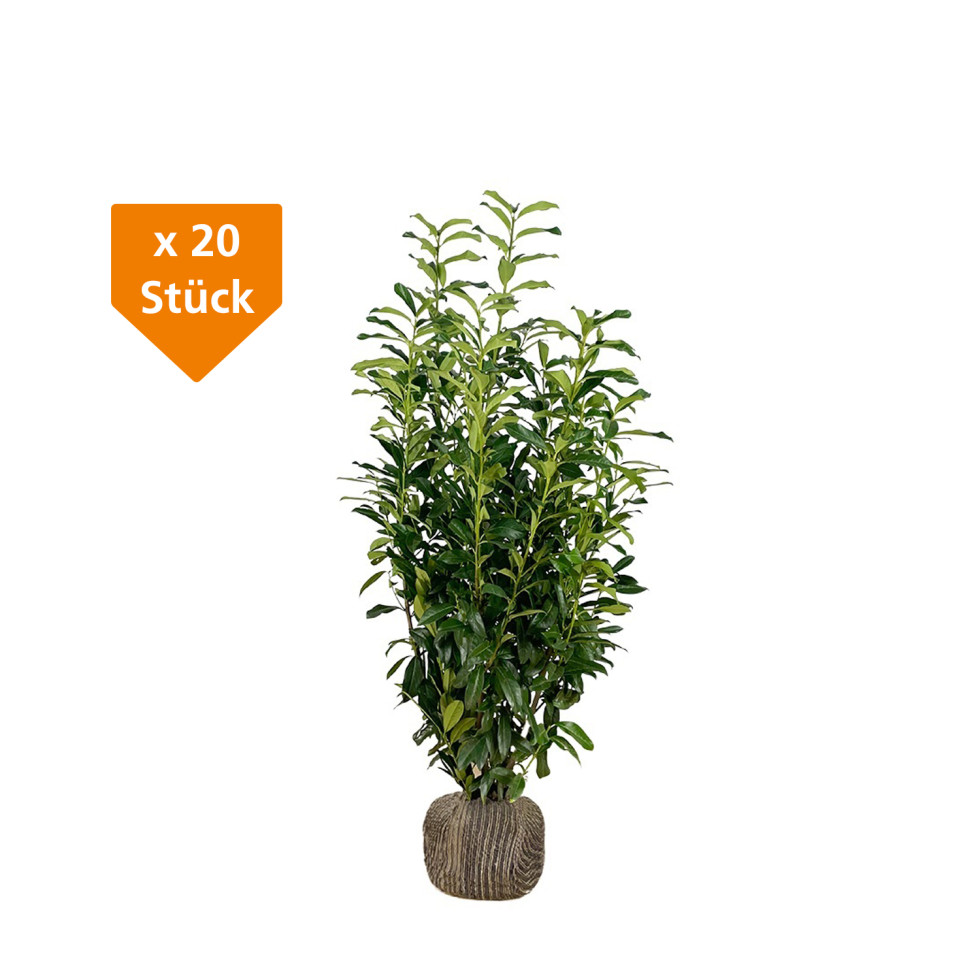 Kirschlorbeer Genolia Prunus laur. Genolia H 125 - 150 cm, 20 Stück