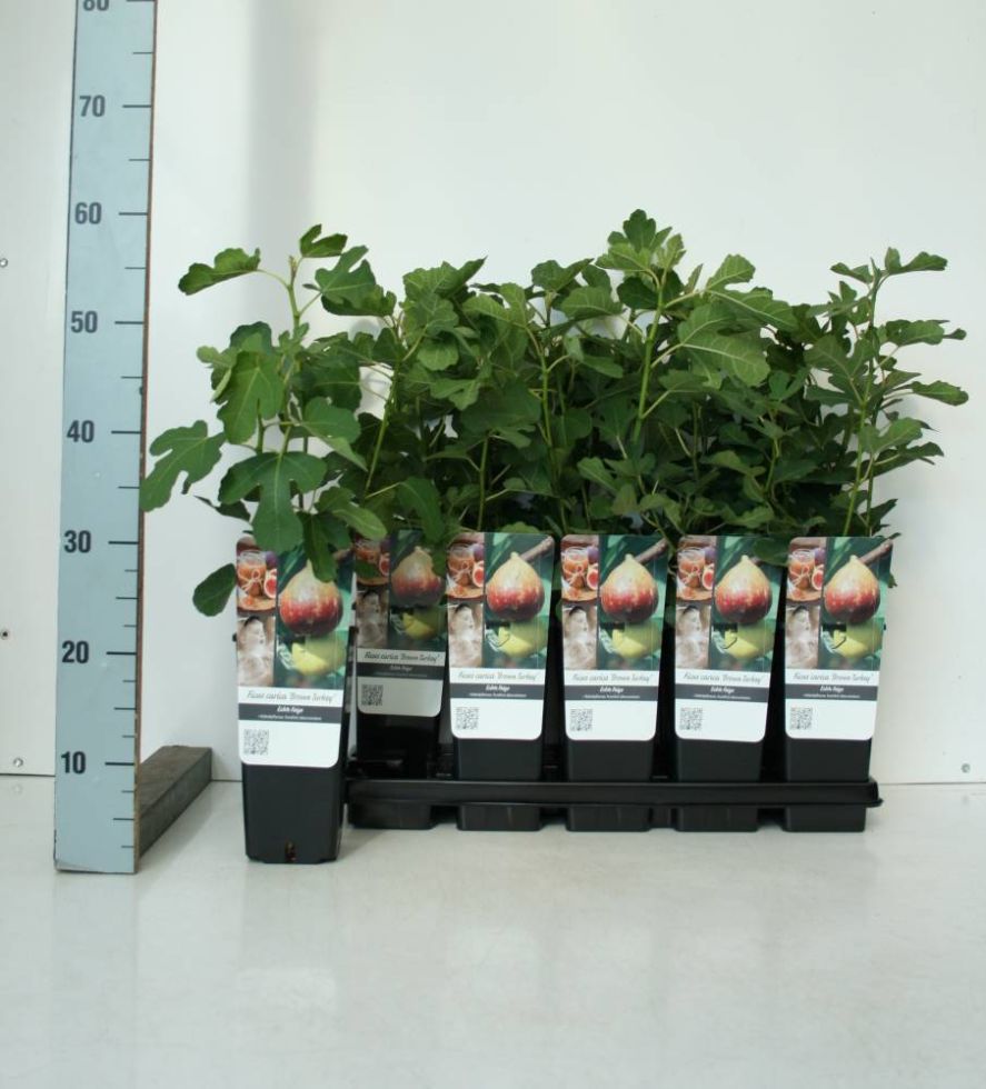 Obststrauch Feige Brown Turkey 2 L Eckcontainer