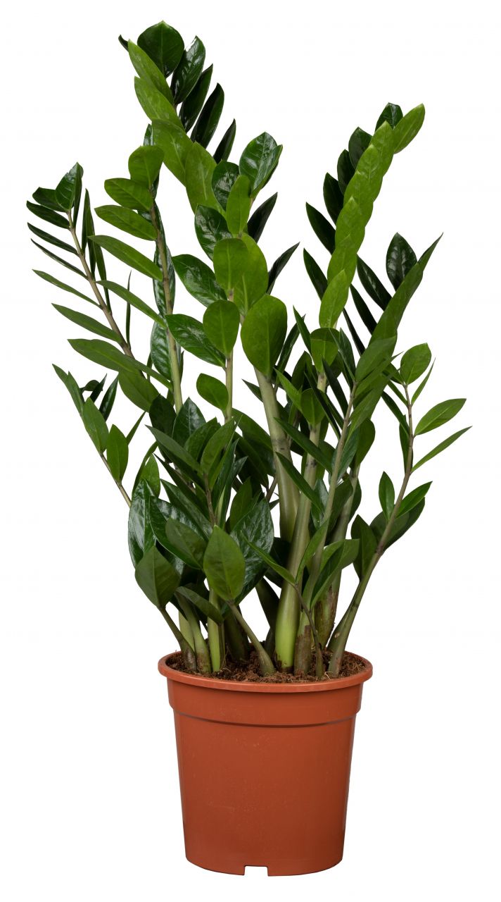 Zamioculcas Zamifolia Glücksfeder 80 cm 21 cm Topf