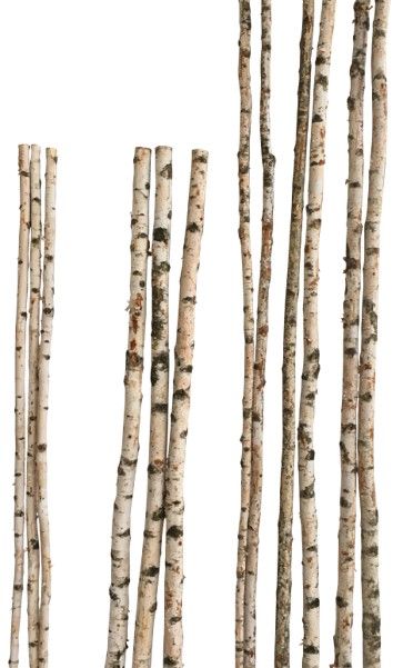 Birkenstamm 90 cm ø 4-6 cm