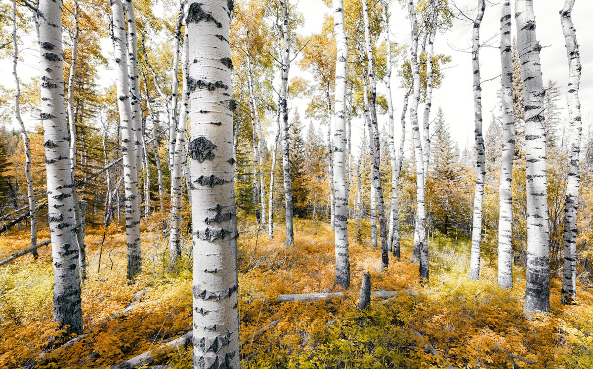 Komar Vlies Fototapete Colorful Aspenwoods 450 x 280 cm
