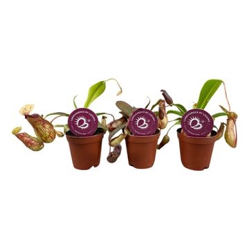 Fleischfressende Pflanzen Kannenpflanze Nepenthes 3 Stück 6 cm Topf