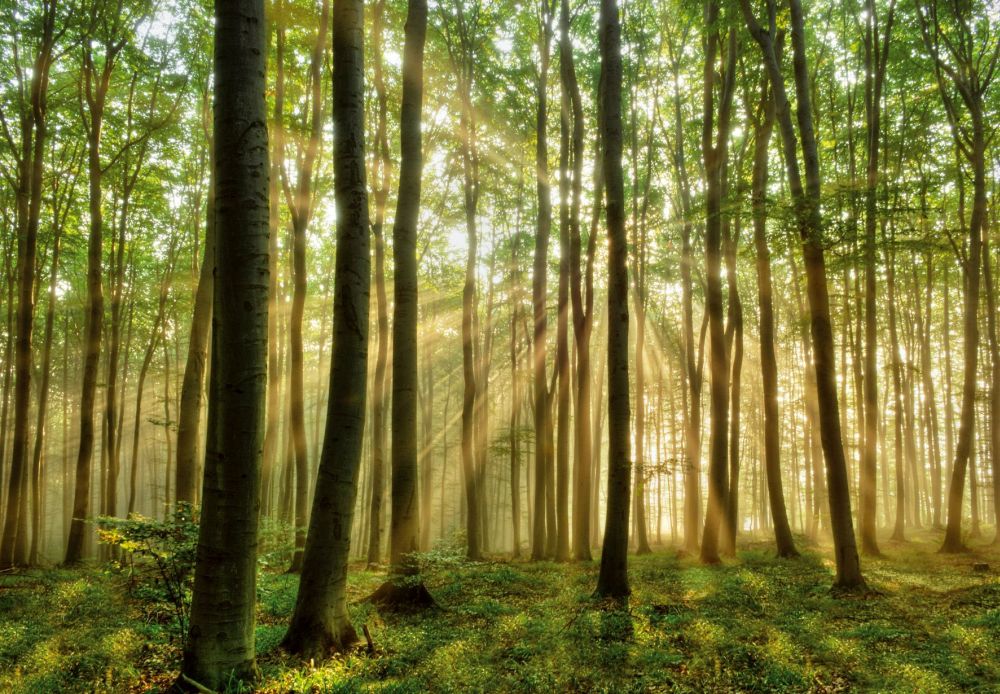 papermoon Vlies- Fototapete Digitaldruck 350 x 260 cm Forest