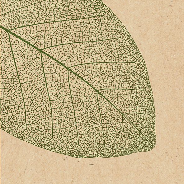 Braun & Company Servietten natur 33 x 33 cm - 20er Pack