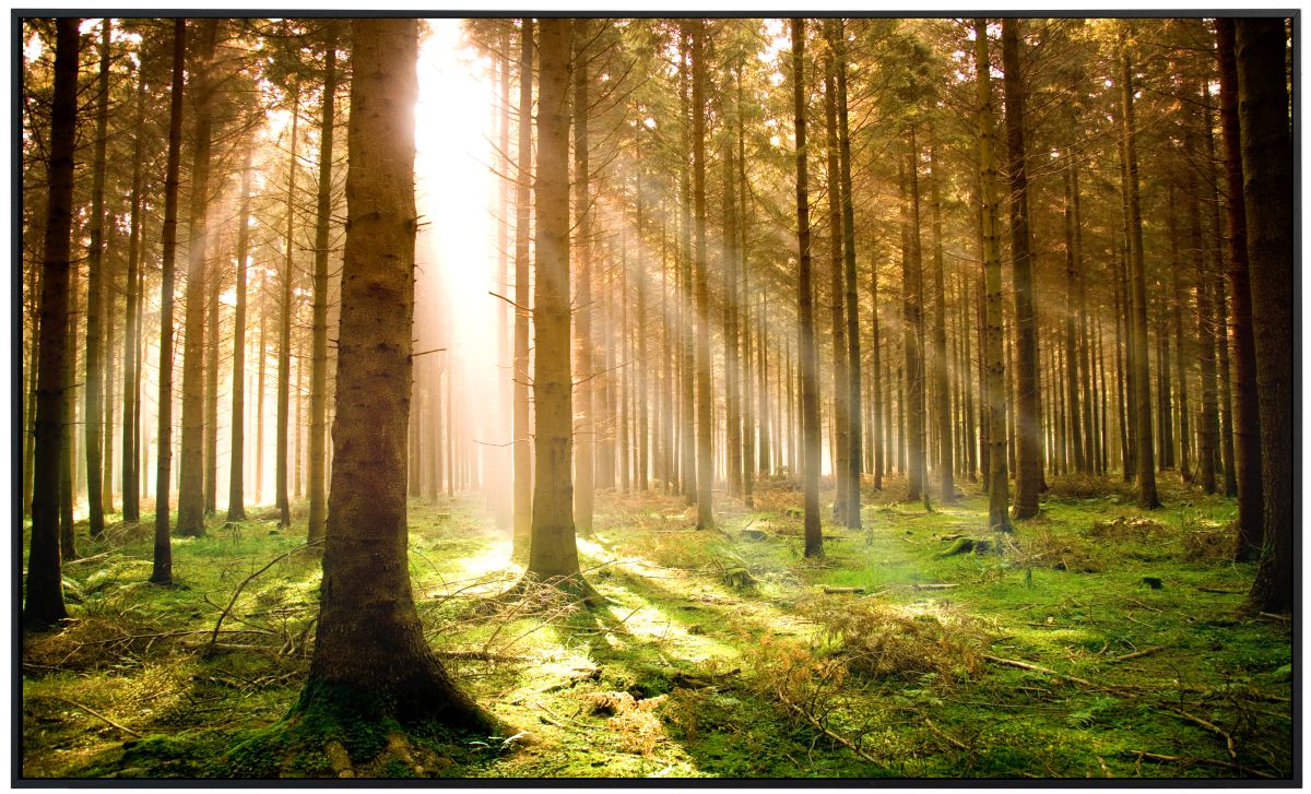 papermoon Infrarotheizkörper EcoHeat 60x120 cm 1000 Watt, Pine Forest