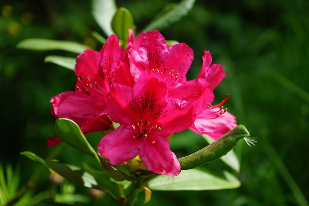 Rhododendron Nova Zembla 5 l Container