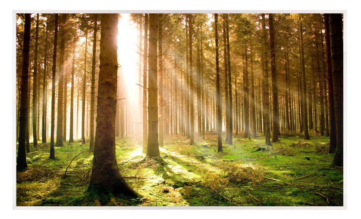 papermoon Infrarotheizkörper EcoHeat 60X100 cm 600 Watt, Pine Forest