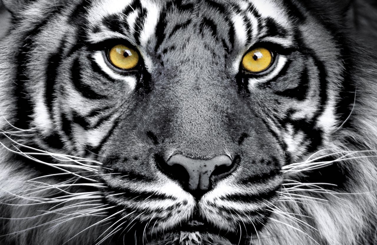 Deco-Panel Bild - Black Tiger 90 x 58 cm