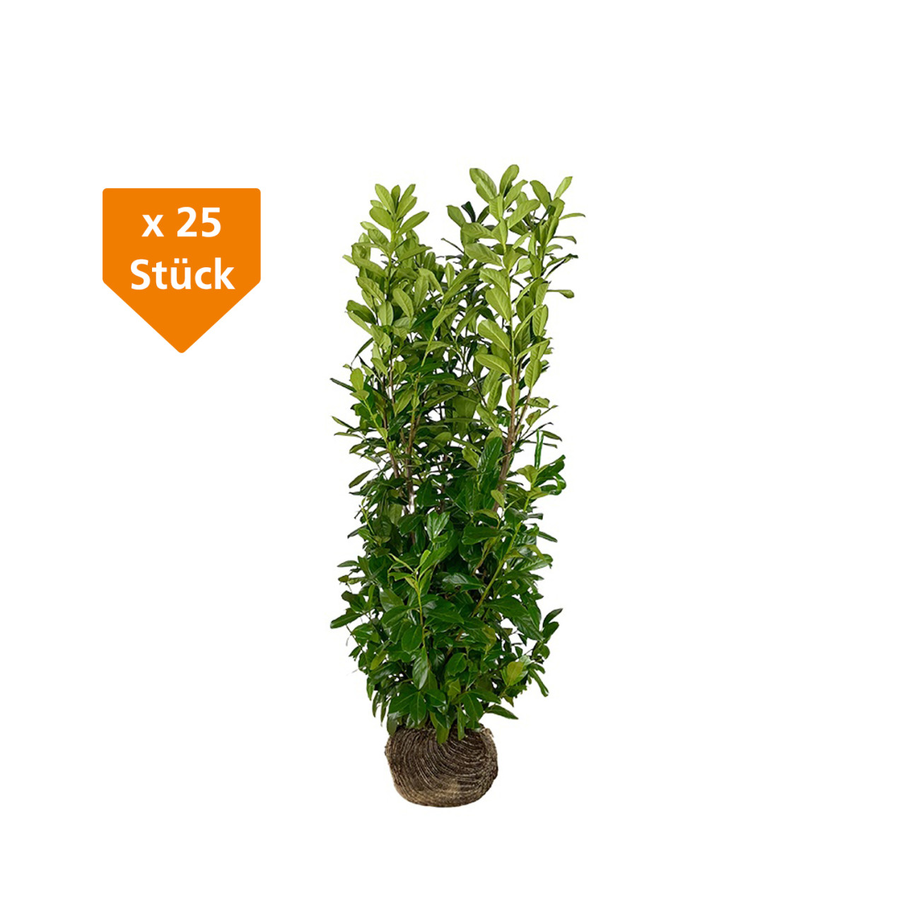 Kirschlorbeer Rotundifolia Prunus laur. Rotundifolia H 80 - 100 cm, 25 Stück