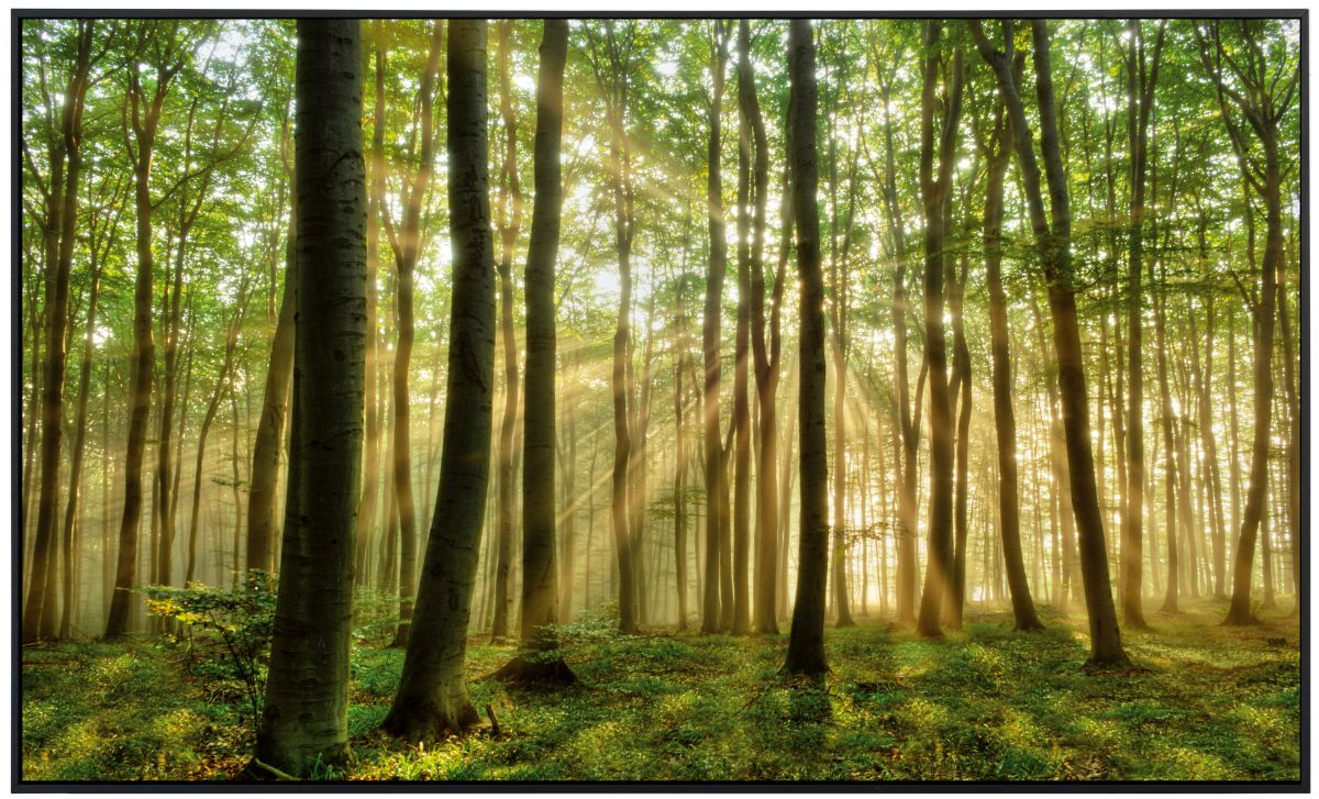 papermoon Infrarotheizkörper EcoHeat 60x120 cm 1200 Watt, Wald Morgensonne