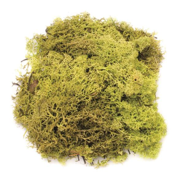 Glorex Islandmoos hellgrün 50 g