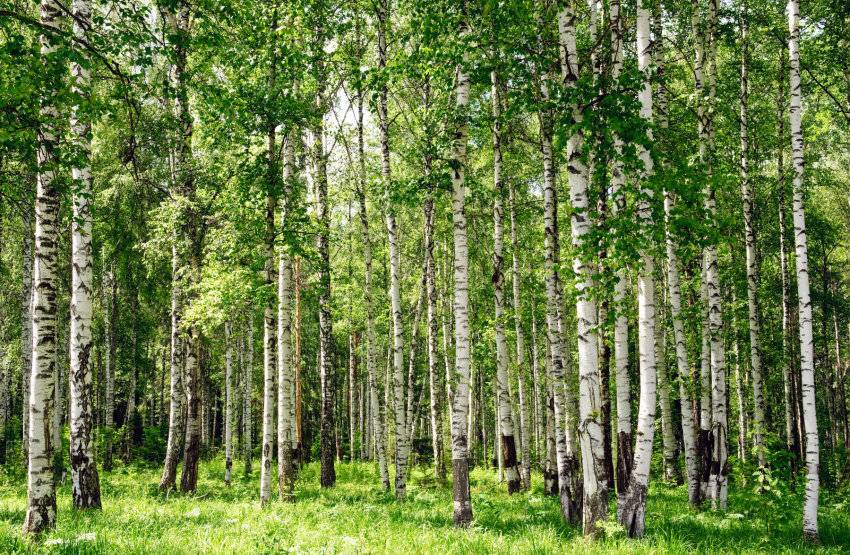 papermoon Vlies- Fototapete Digitaldruck 350 x 260 cm Birch Forest