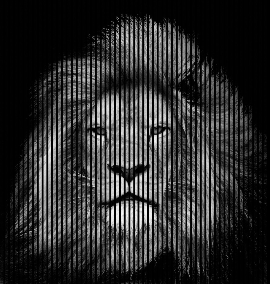 Neuhofer Akustikpaneele Löwe 240 x 225,3 x 1,9 cm