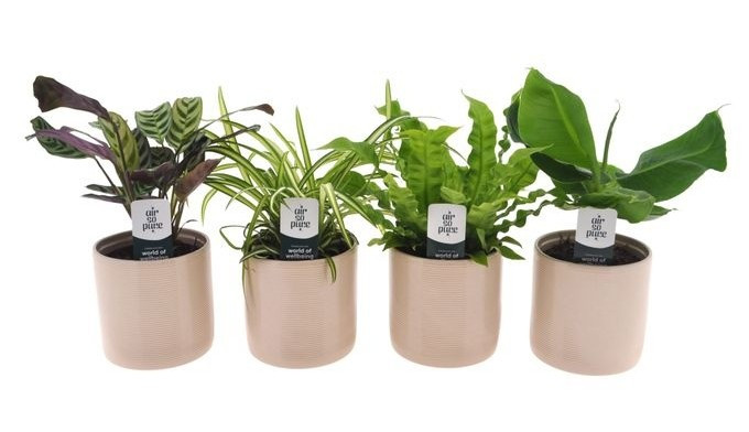 Zimmerpflanzen-Set im 12 cm Keramiktopf mit Gebetspflanze, Grünlilie, Streifenfarn & Bananenpalme