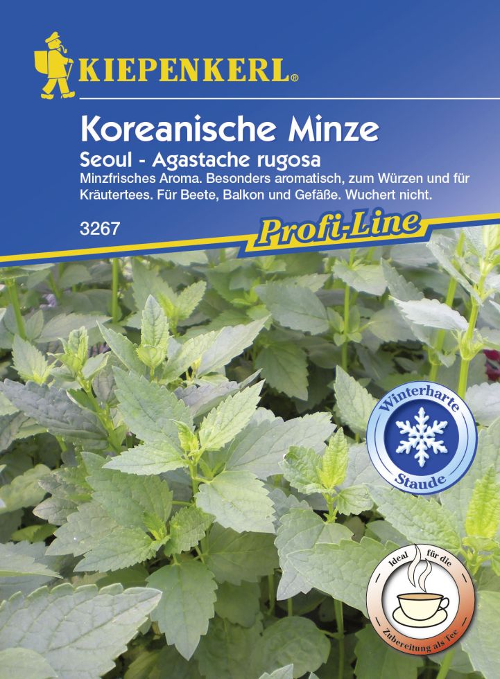 Kiepenkerl Koreanische Minze Seoul Agastache rugosa, Inhalt: 10 Töpfe