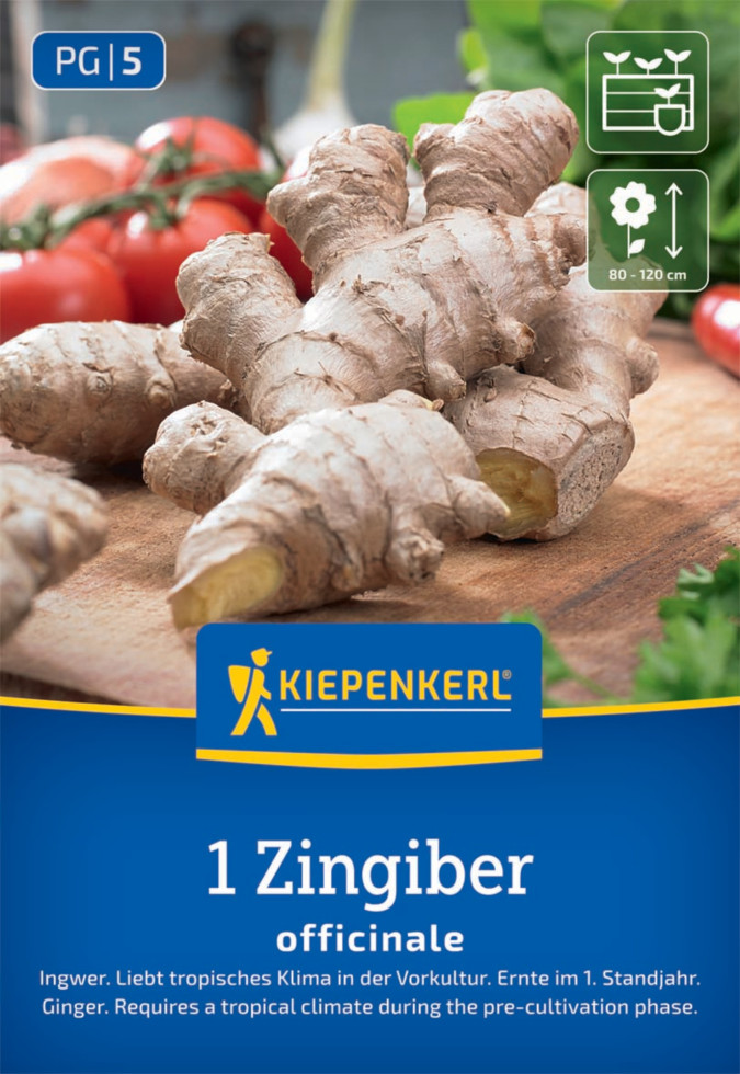 Kiepenkerl Pflanzgut Ingwer Zingiber officinalis 1 Stück