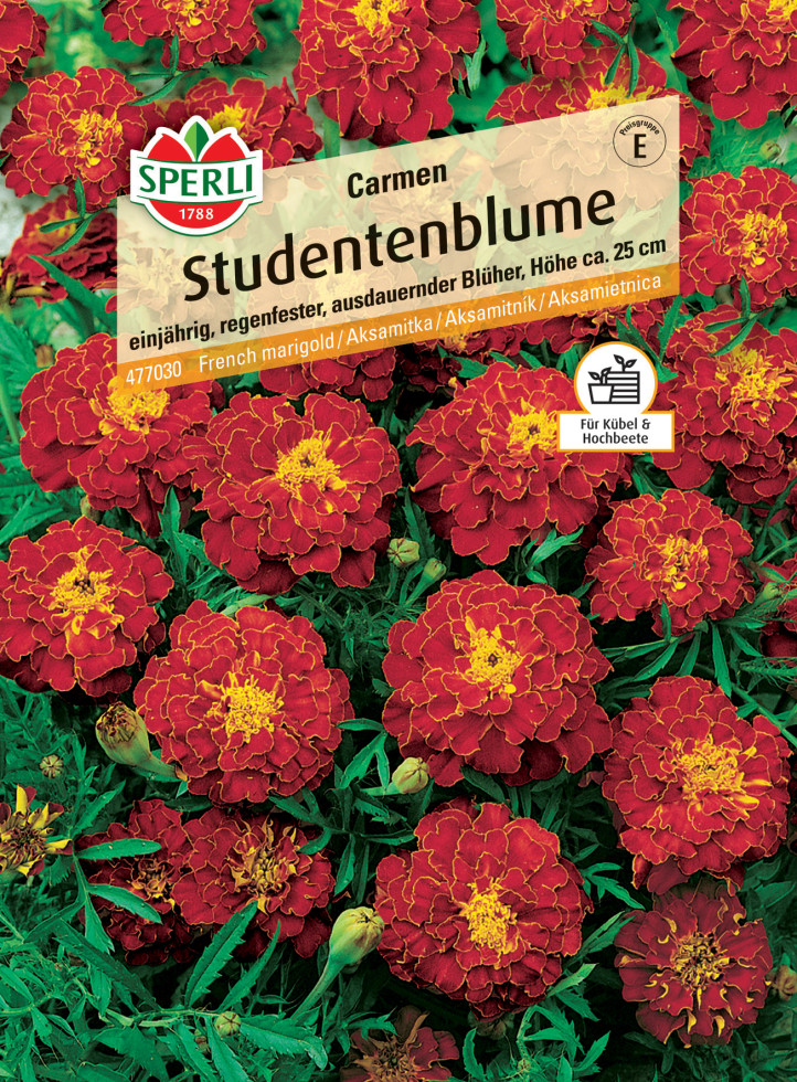 Sperli Studentenblume Carmen