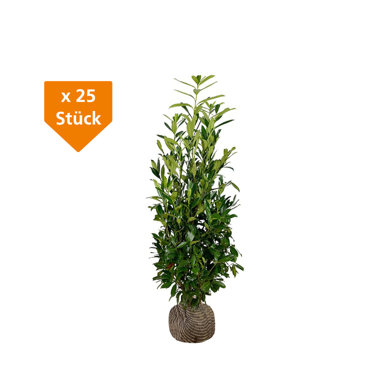 Kirschlorbeer Caucasica Prunus laur. Caucasica H 80 - 100 cm, 25 Stück