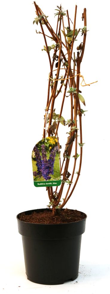 Schmetterlingsflieder 3 l Container